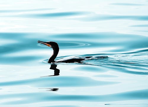 Burung Kormoran Jambul Di Atas Air