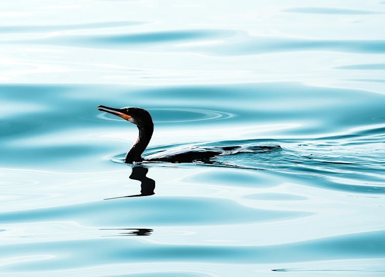 Double-crested Cormorant On Water