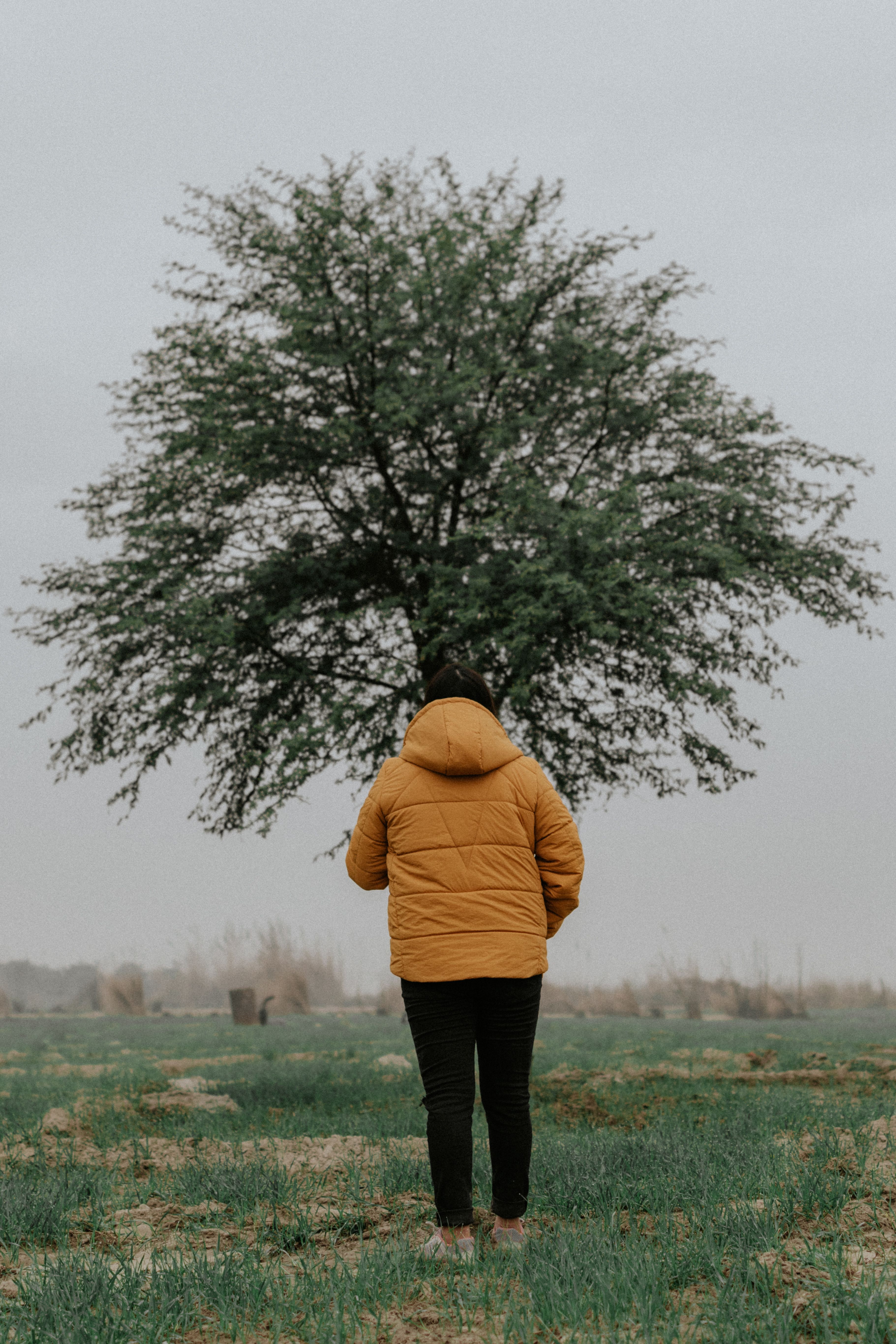 Person Standing in Front of Tree in Overcast Field · Free Stock Photo