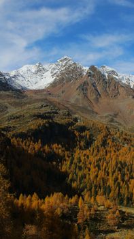 Breathtaking view of snow-covered mountains above autumn forest landscape with larch trees.
