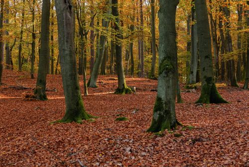 Free Beautiful autumn forest scene with sunlit trees and a carpet of golden leaves. Stock Photo