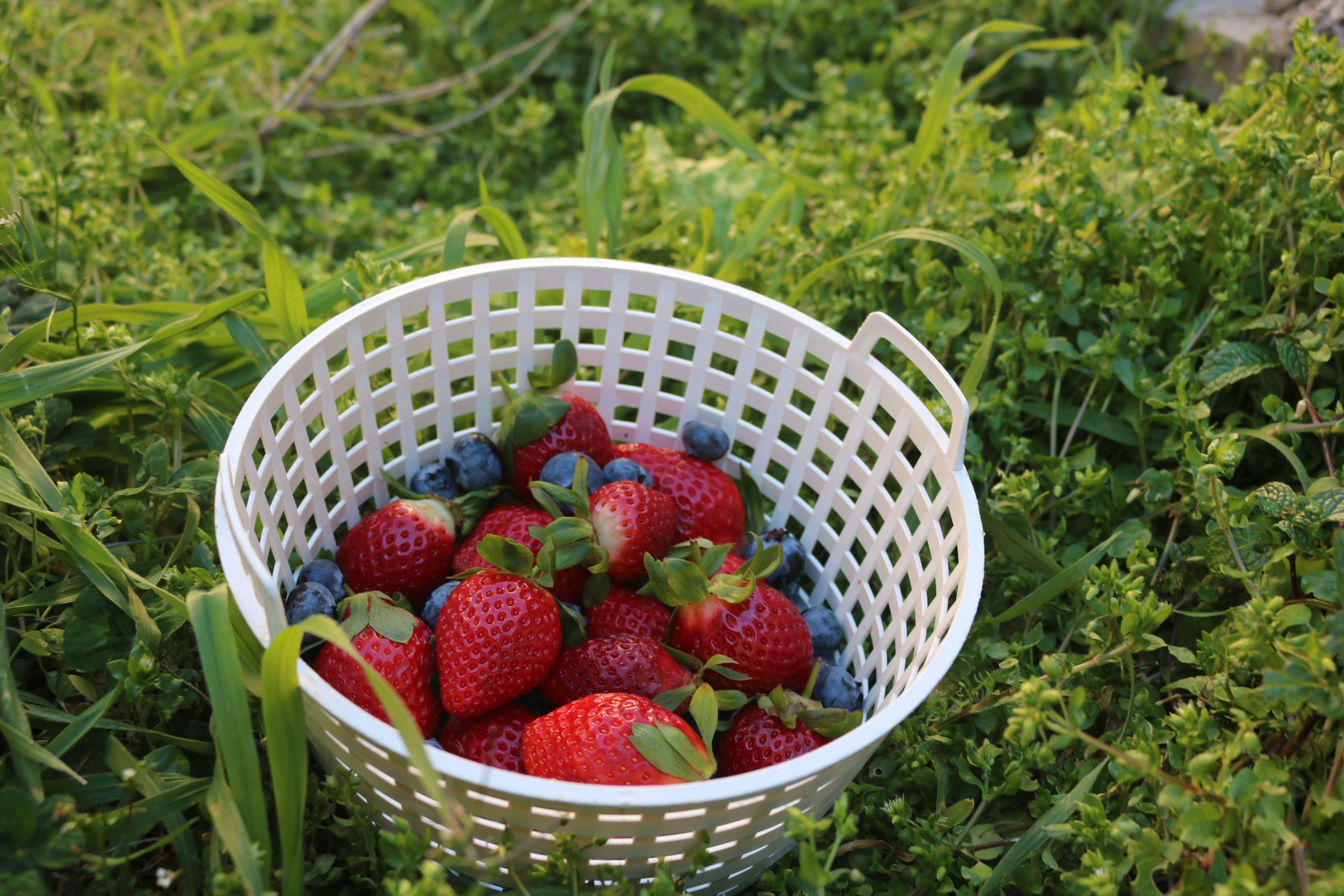 Saftige Und Reife Bio Erdbeeren Direkt Aus Dem Garten. Nichts ...