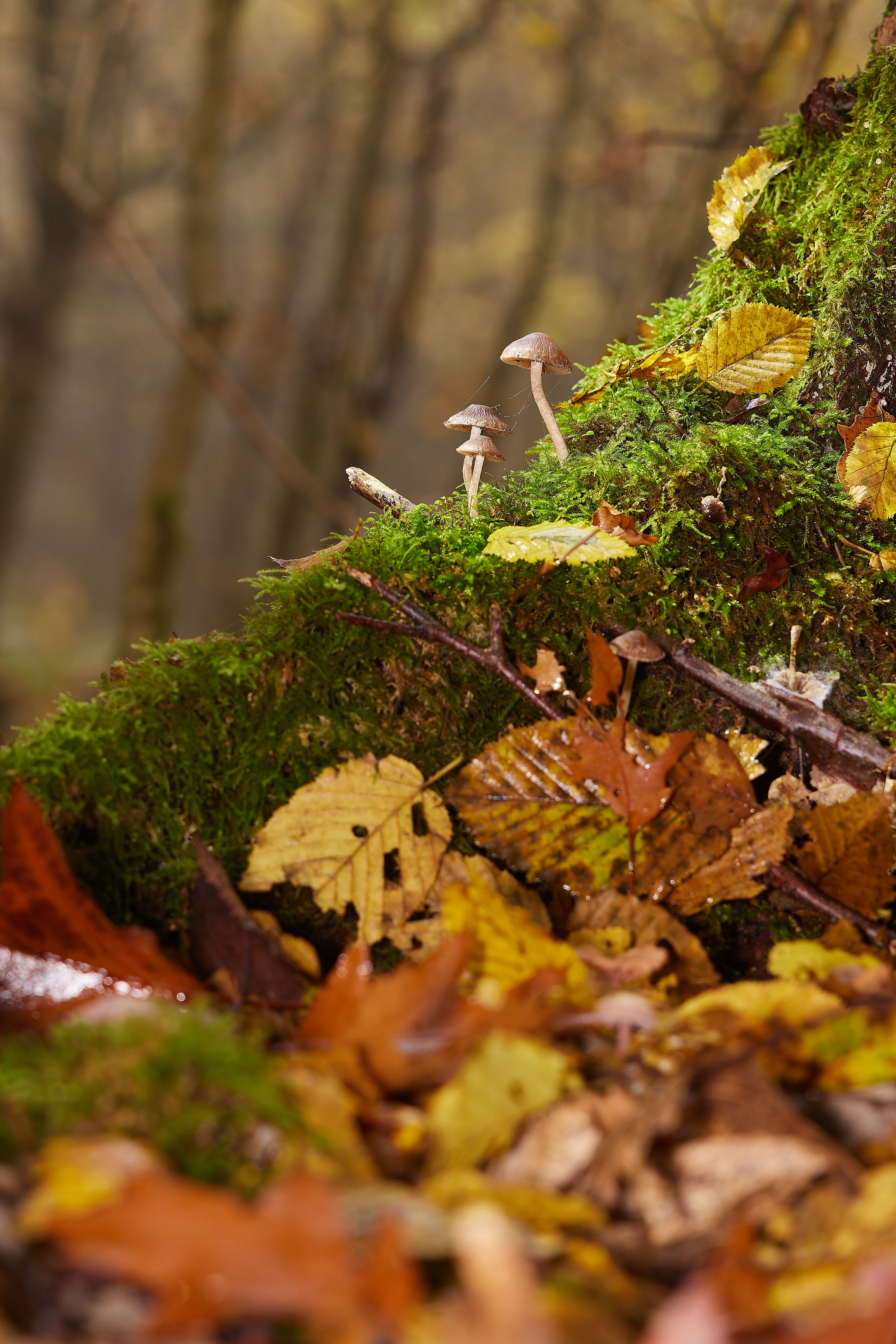 Mushrooms on Mossy Forest Floor in Autumn · Free Stock Photo