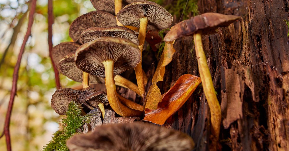 Mushrooms growing in a forest