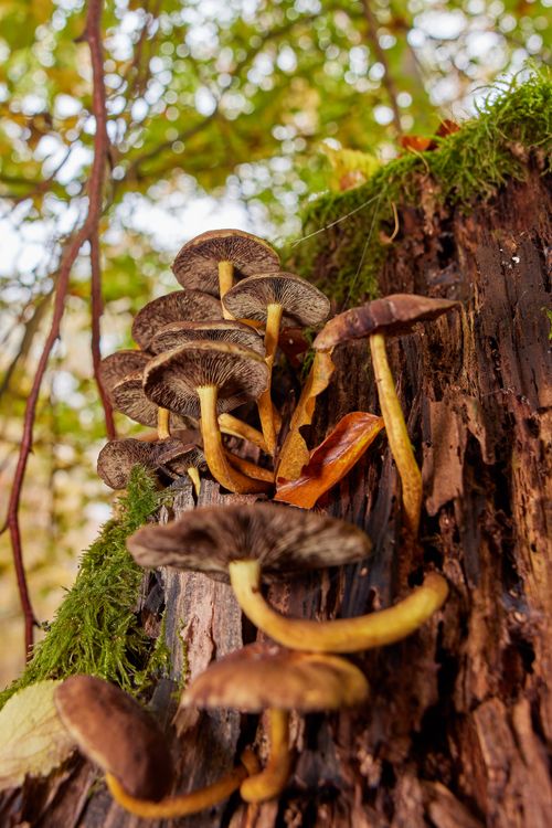 Free Autumn mushrooms growing on a decaying tree trunk in a forest setting, showcasing nature's cycle. Stock Photo