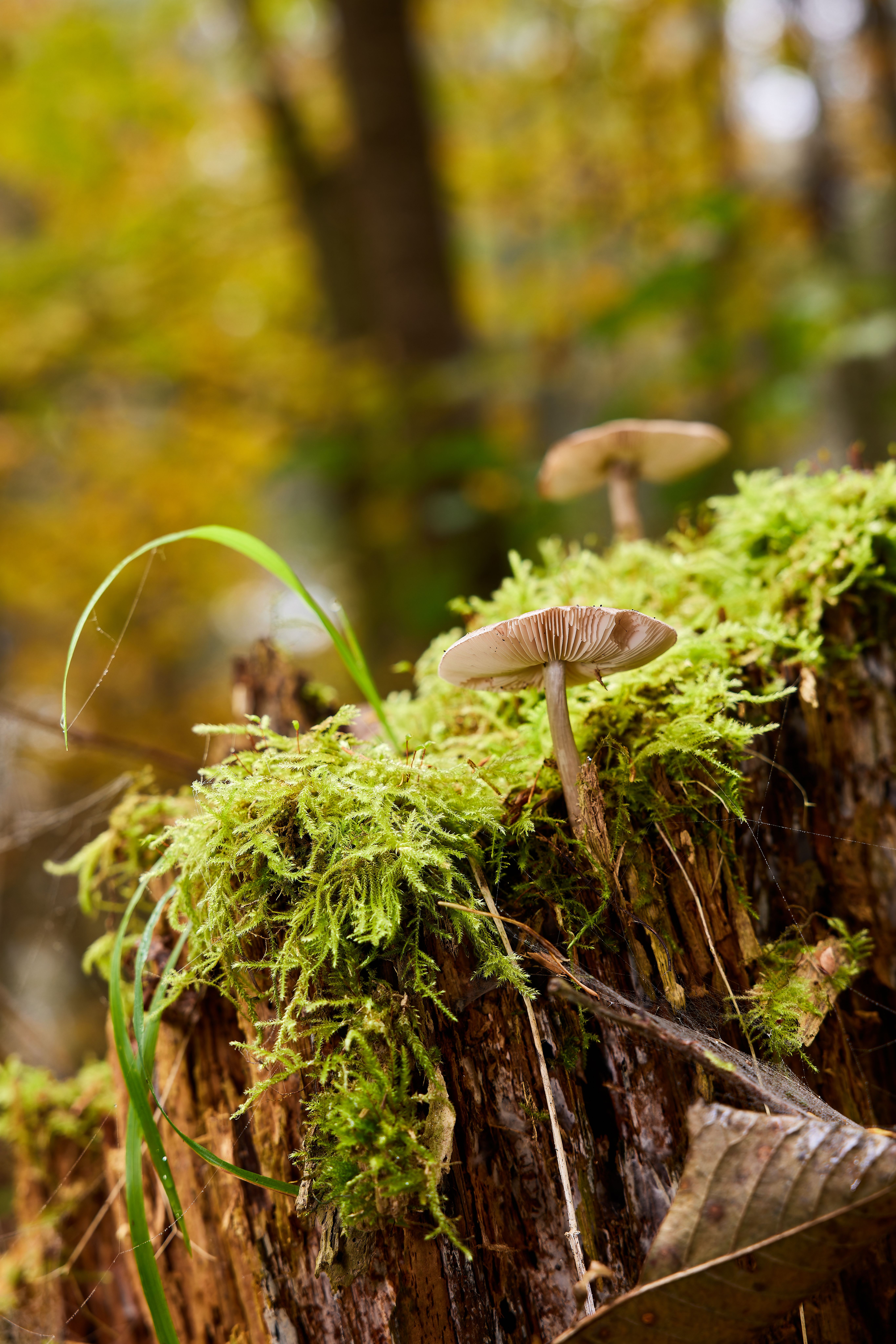 Mushrooms Growing on Mossy Tree Stump in Forest · Free Stock Photo