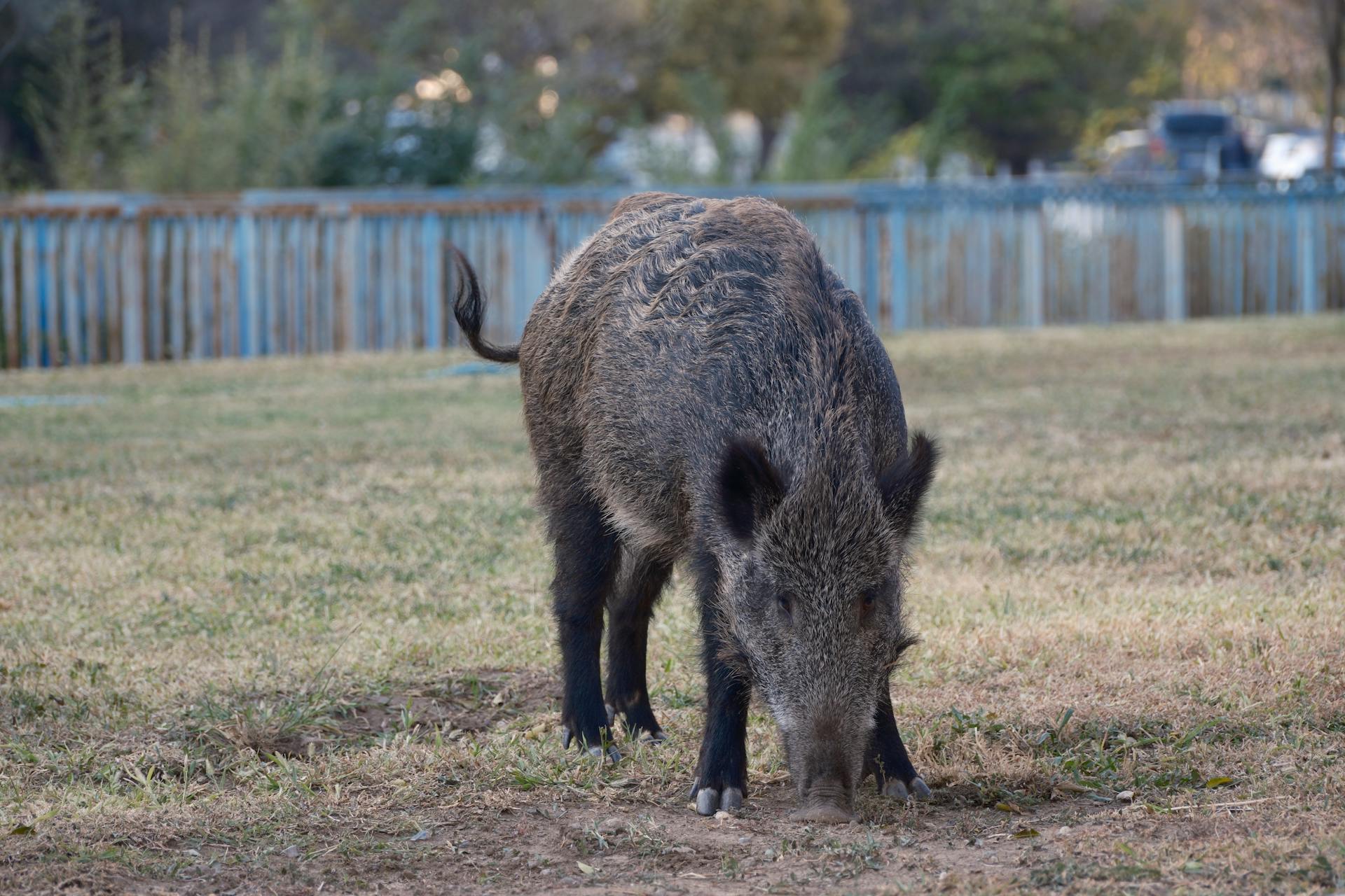 Wild Boar foraging in Izmir Turkey Parkland