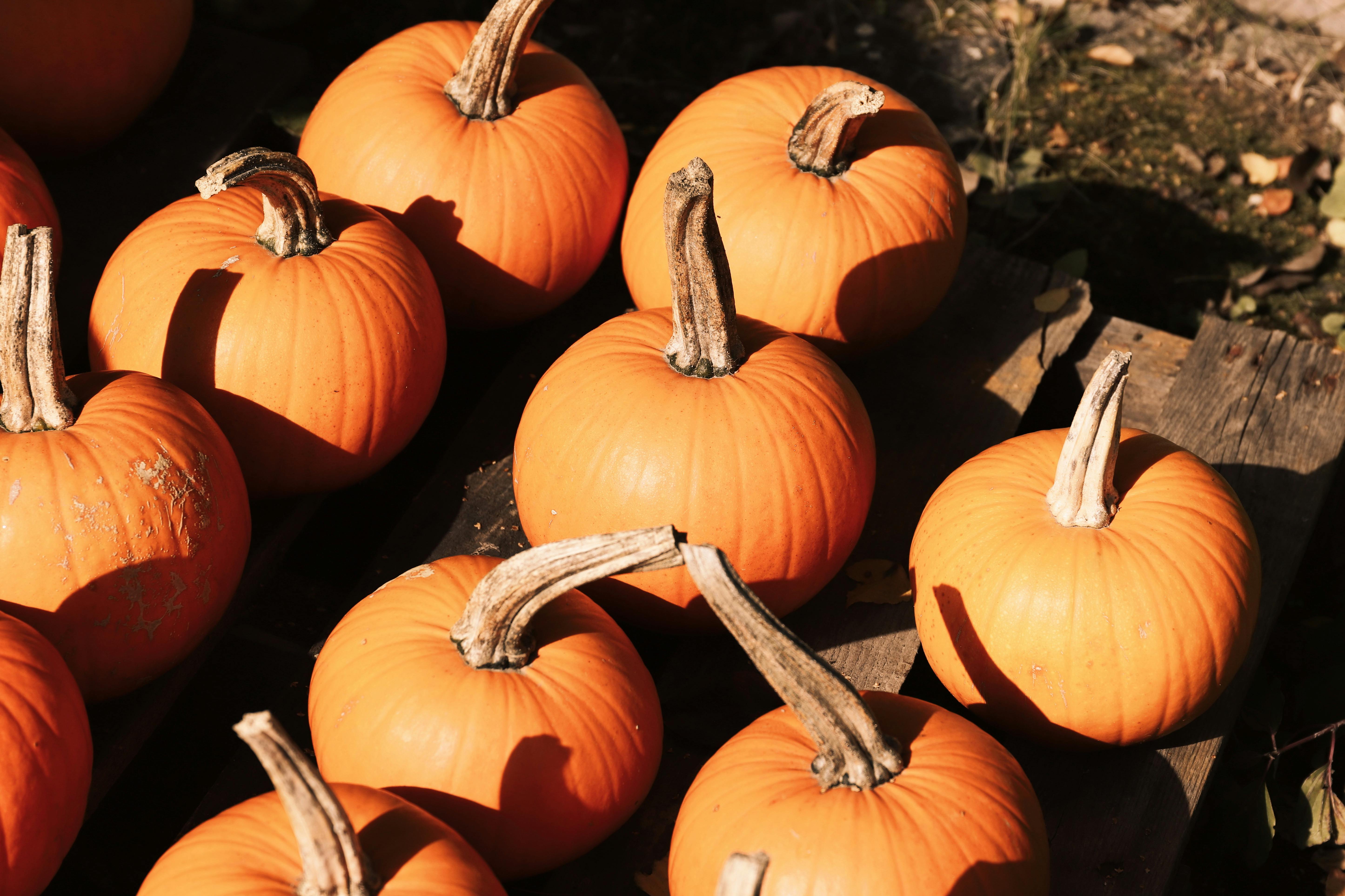A group of orange pumpkins arranged outdoors, capturing the essence of fall harvest season.