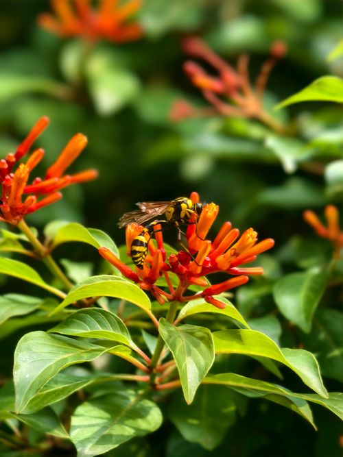 Free A bee perched on vivid orange flowers, surrounded by lush green leaves, in bright daylight. Stock Photo