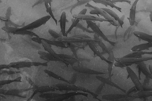 Faial Caldeira Wall