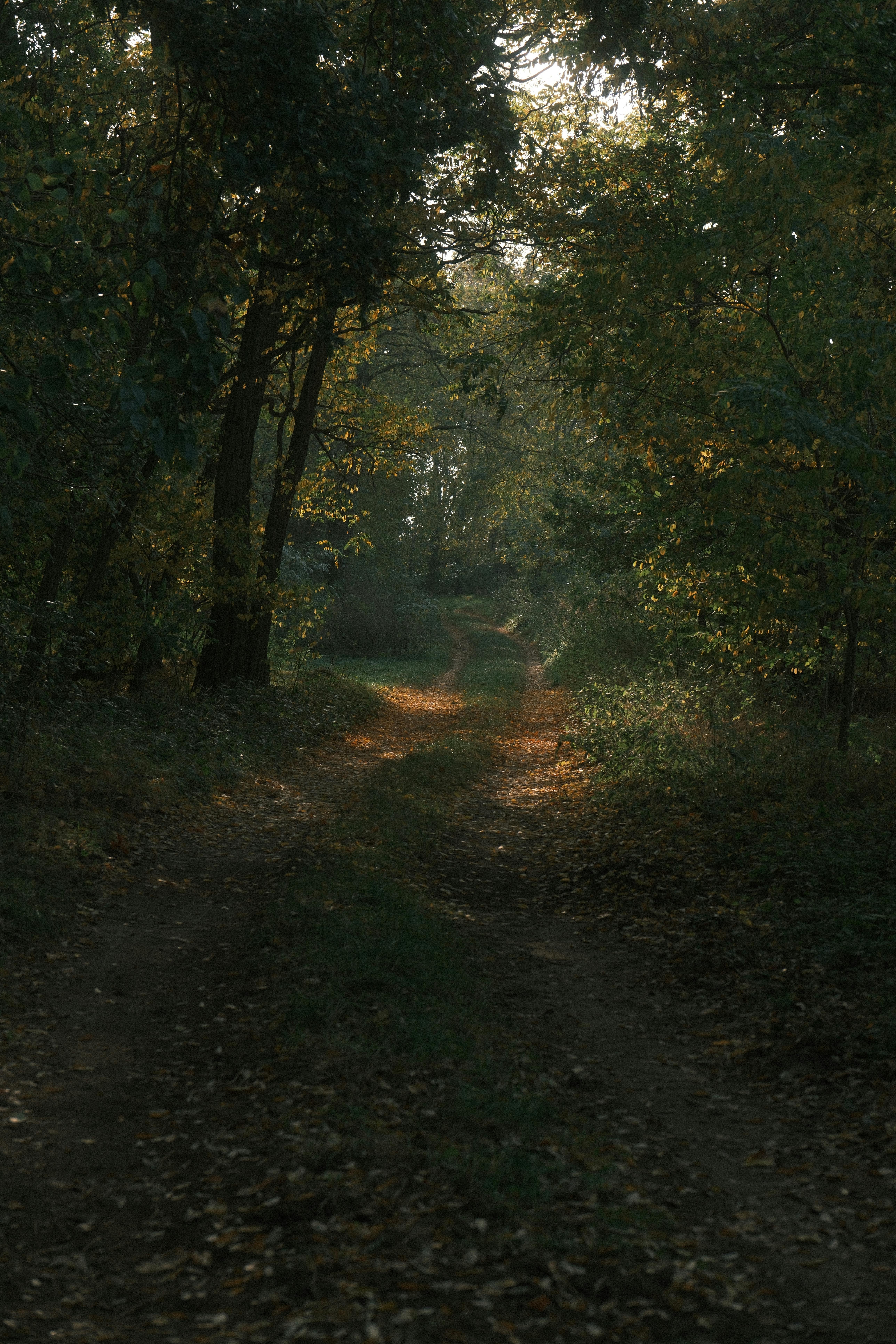 Serene forest path in autumn foliage, Werder (Havel), inviting a nature walk.