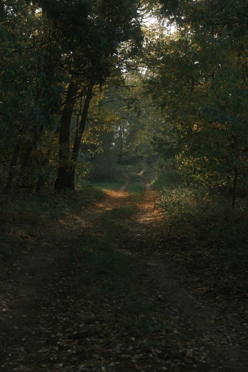 Free Serene forest path in autumn foliage, Werder (Havel), inviting a nature walk. Stock Photo