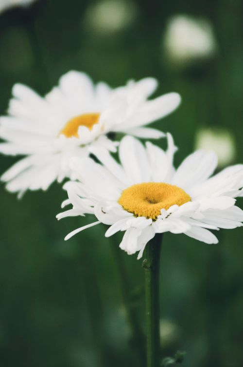 Free Two white daisies with yellow centers in full bloom against a blurred green background. Stock Photo