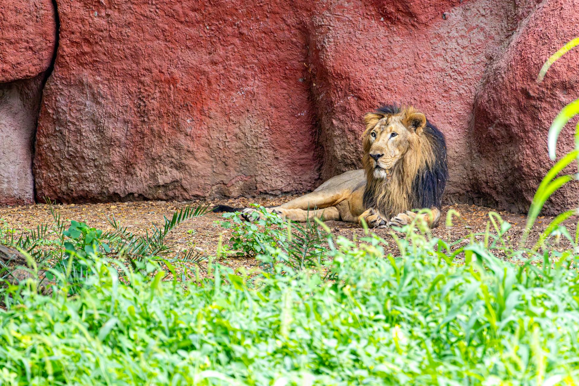 African Black Maned Lion