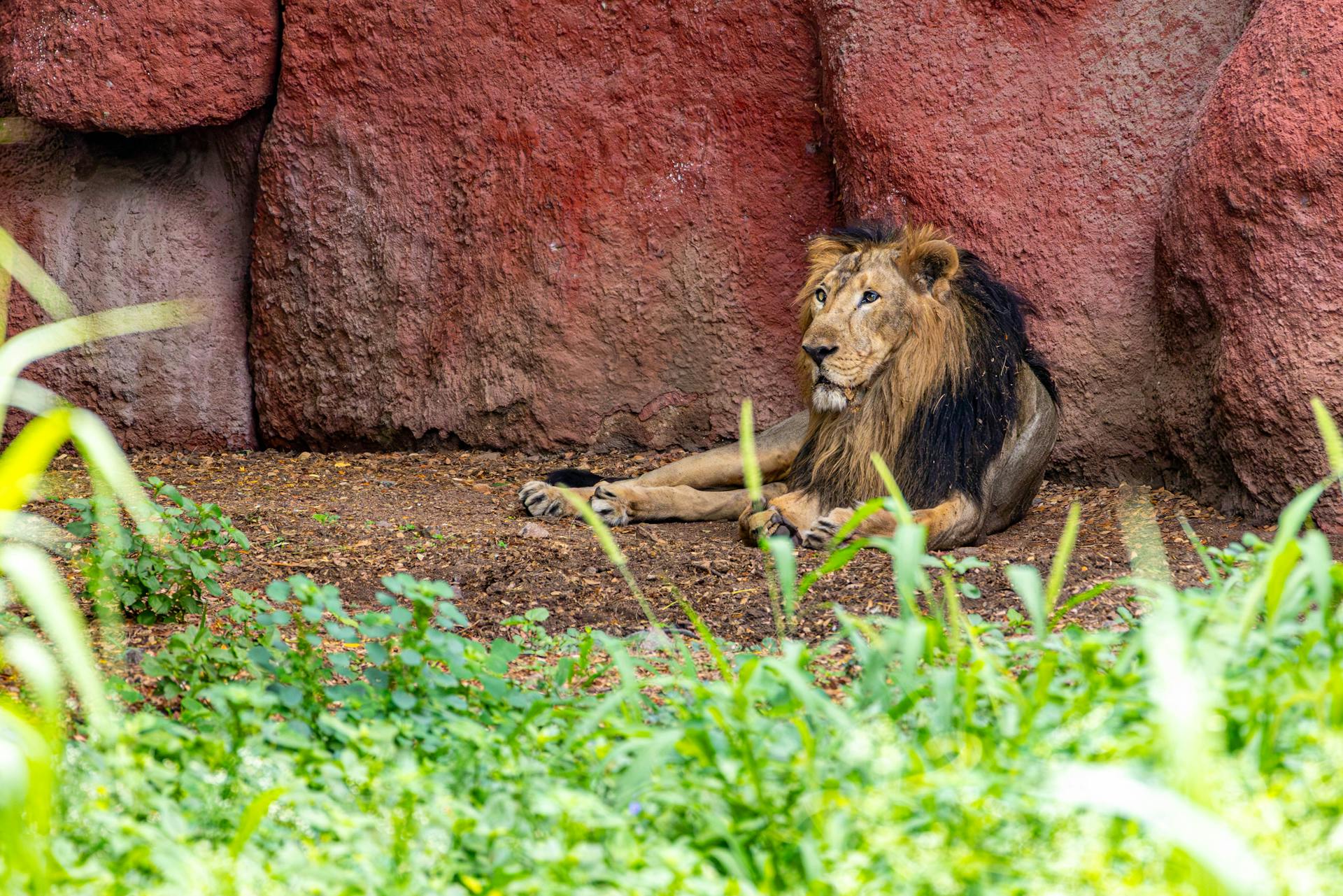 African Black Maned Lion