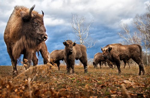 Free Herd of Bison Stock Photo