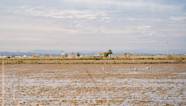 Albufera boat at sunset — Valencia