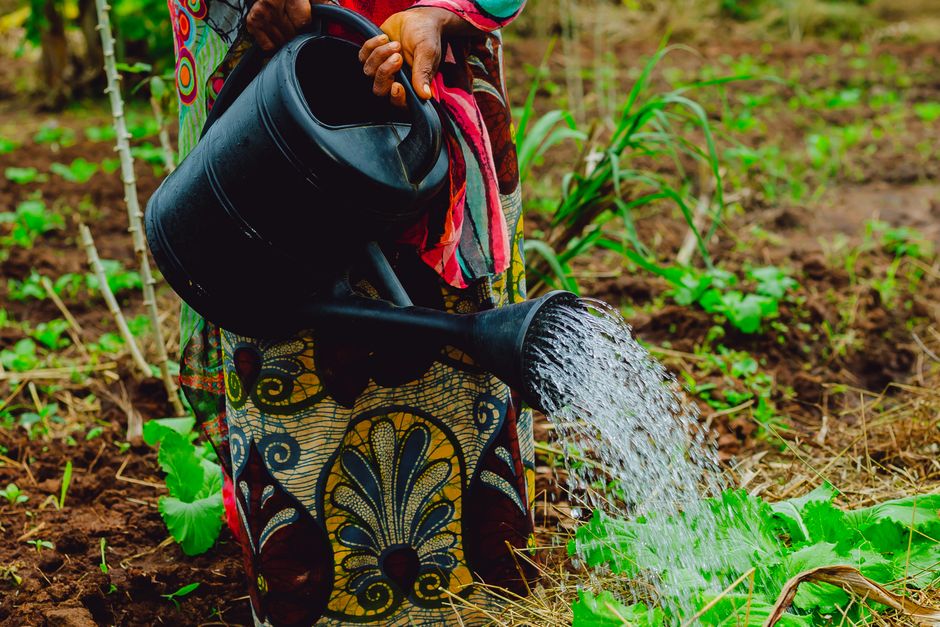 A farmer hand-waters a lush green plot in Tanzania — pairing drought-tolerant, early crops with careful water management keeps a smallholder's yield up when El Niño cuts the rains short.