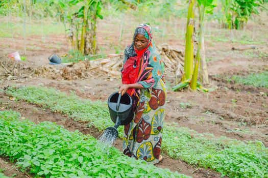 Vegetable Farming