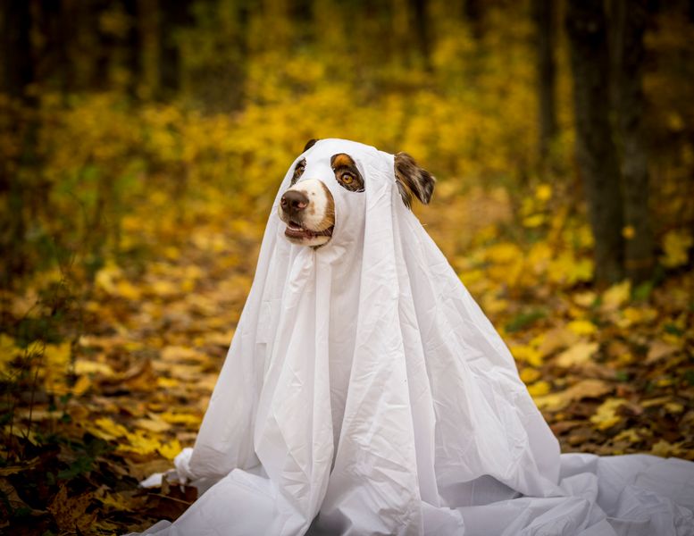 Dog wearing ghost costume among autumn leaves