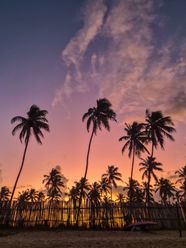 Sunset Images Palm Trees 927 Orange Sunset Palm Trees Stock Photos 