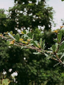 Detailed shot of dew-covered leaves in lush green forest setting, showcasing fresh nature.
