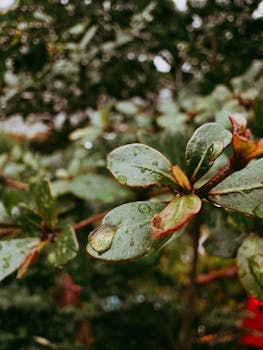 Close-up shot of dewy green leaves on a plant branch, emphasizing natural freshness.