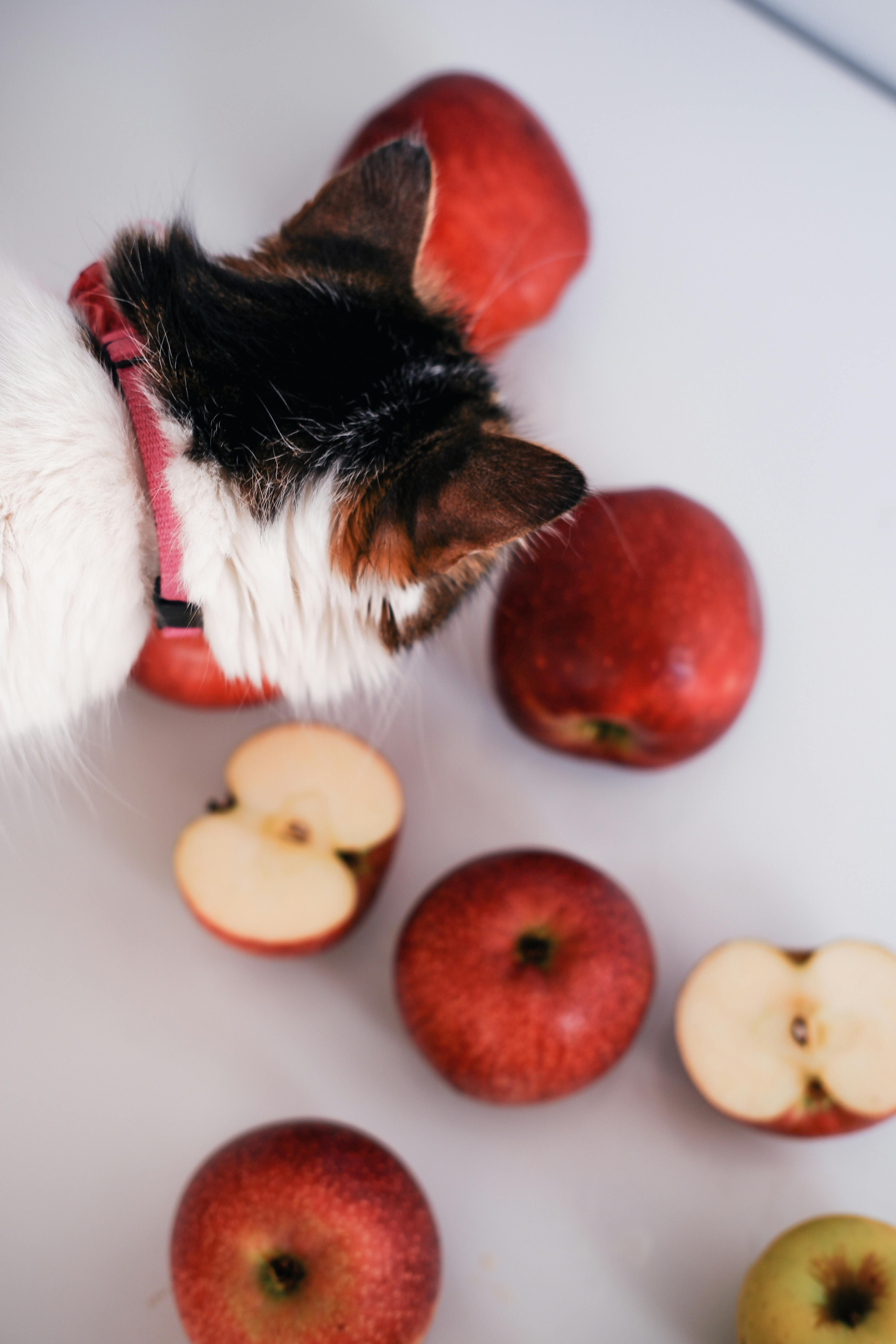 Katzentoilette und Reinigungsmittel