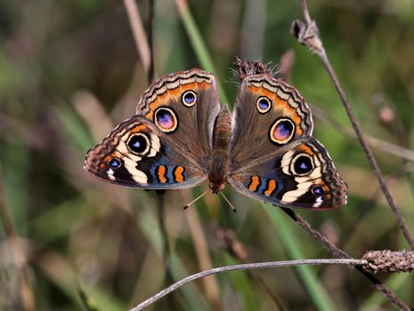 A detailed and colorful close-up of a Common Buckeye butterfly resting on grass.