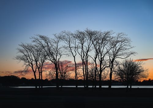Free Bare trees silhouette against a vibrant sunrise at Cove Island Park, Stamford. Stock Photo