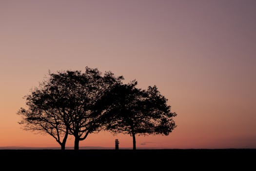 Peaceful autumn sunrise with silhouetted trees at Cove Island Park in Stamford, Connecticut.