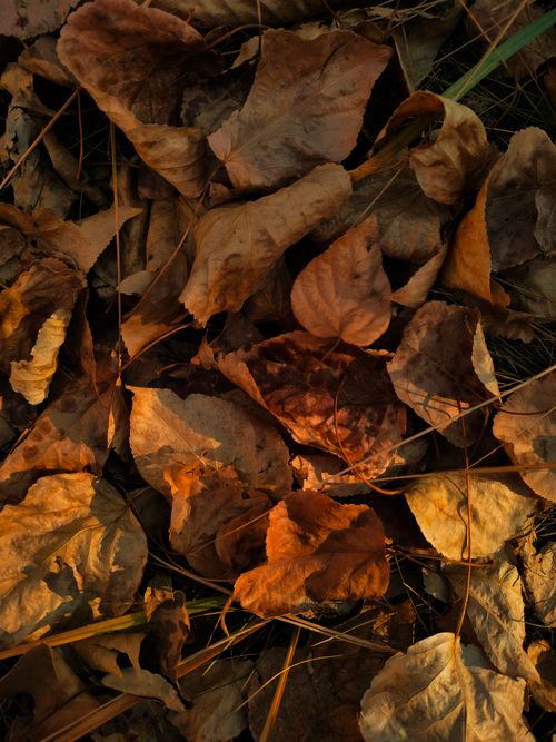 Free Brown and orange autumn leaves scattered on the ground in warm, natural light. Stock Photo
