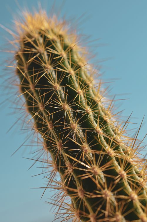 Free Detailed macro shot of a spiky cactus with a clear blue sky background. Stock Photo