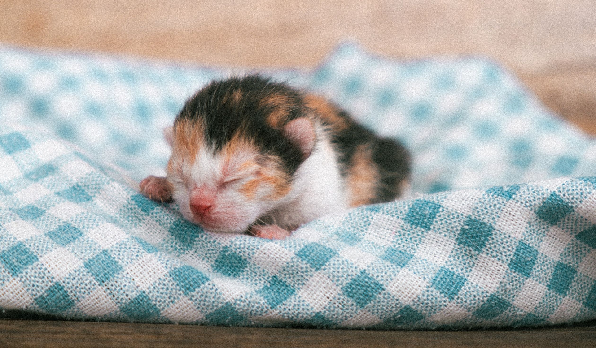 Adorable Newborn Kitten Sleeping On A Blanket Free Stock Photo adorable-newborn-kitten-sleeping-on-a-blanket-free-stock-photo