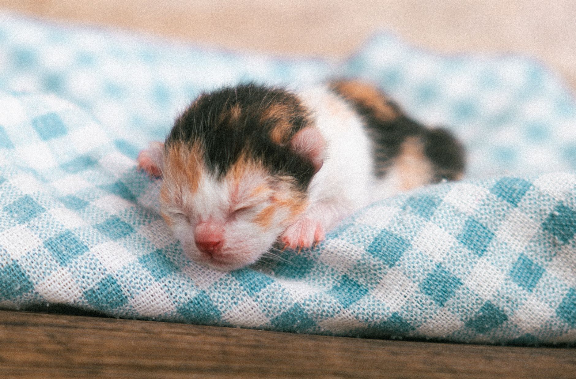 Close-up of a newborn calico kitten peacefully sleeping on a soft, blue checkered blanket indoors.