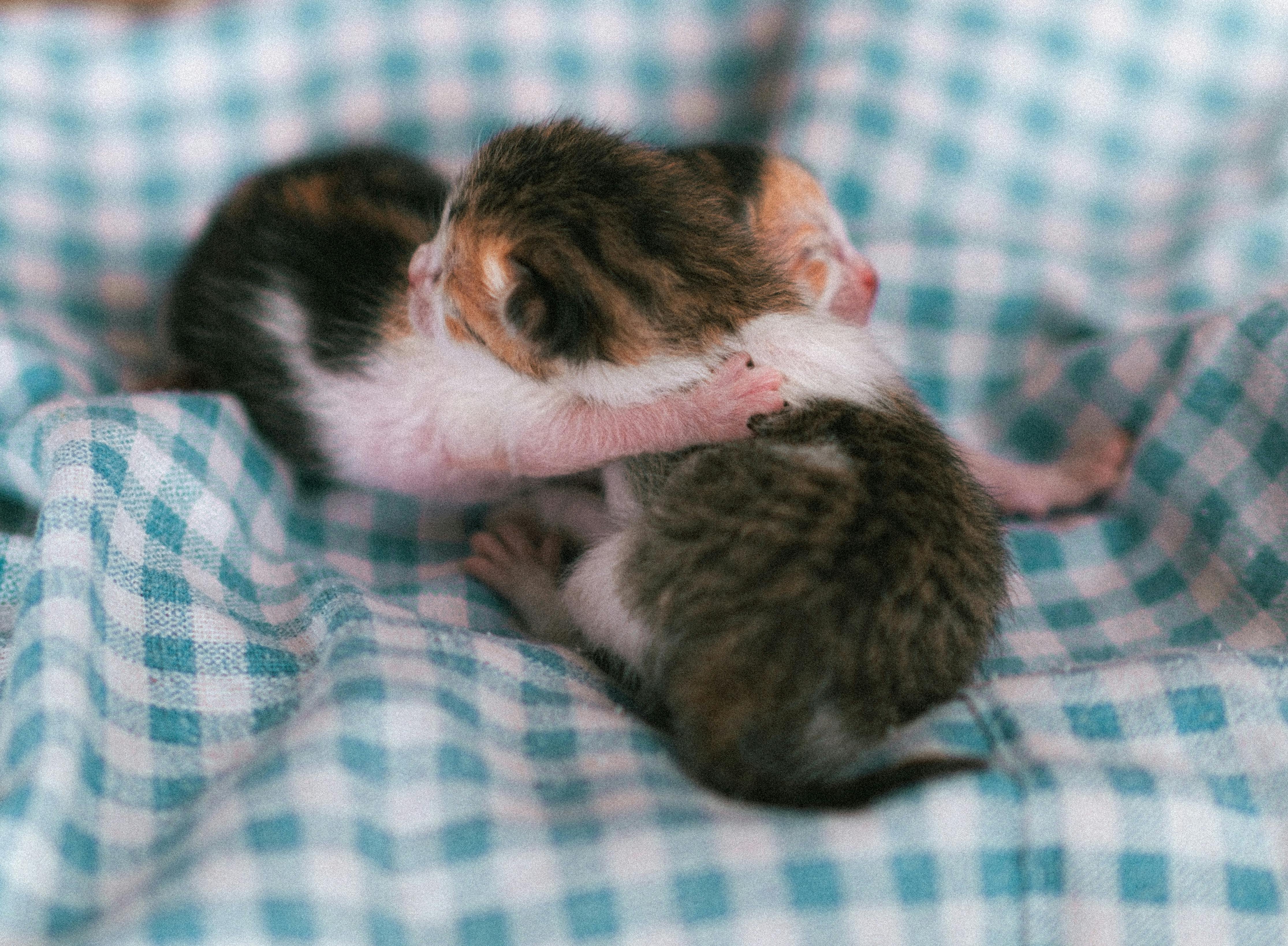 This Kitten Had No Idea Who the Dog Was After Her Grooming and the Reaction Is Everything — Photo by Duy Nod on Pexels