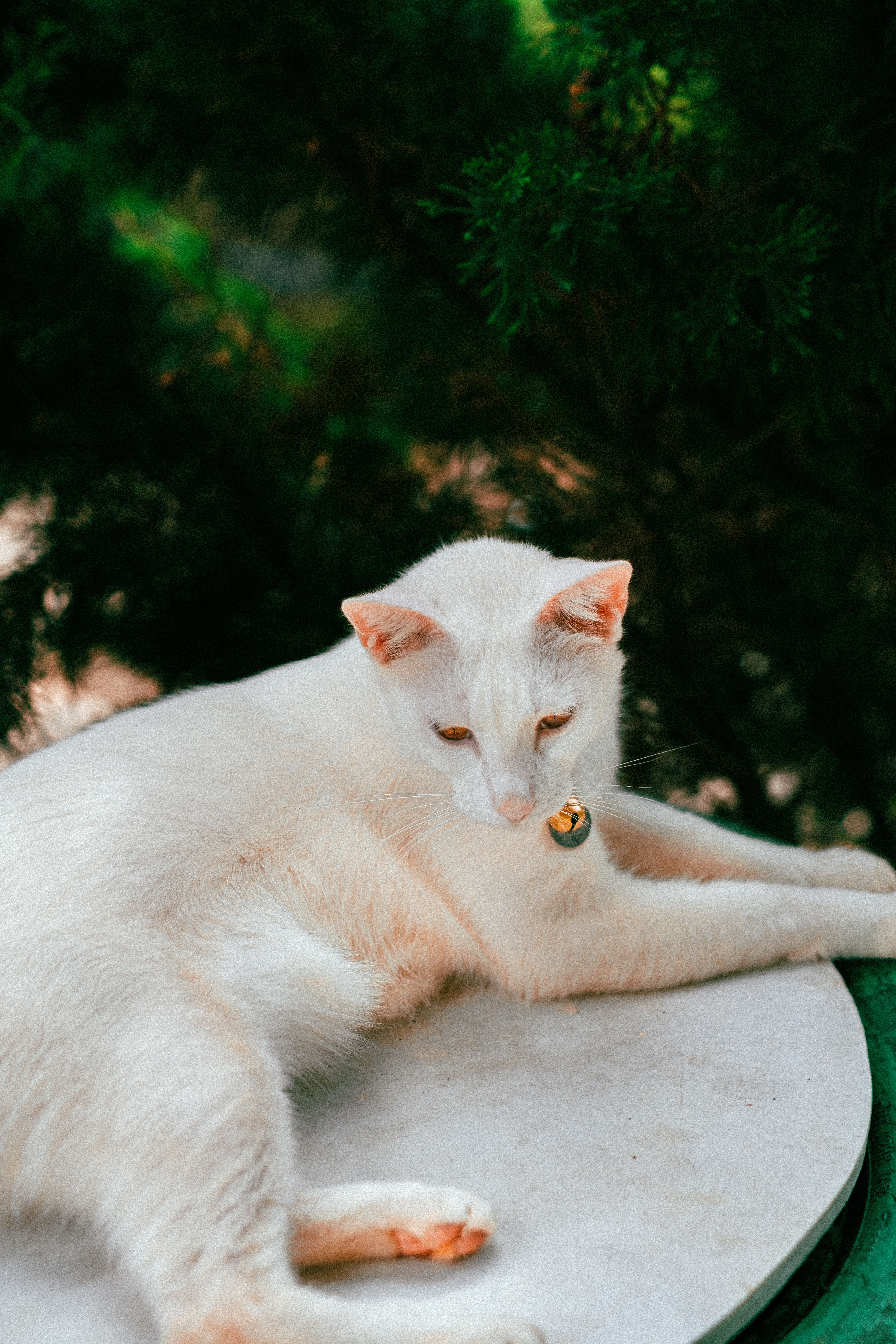 White Cat Relaxing Outdoors on a Sunny Day · Free Stock Photo