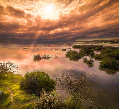 Free Bushes on Body of Water Stock Photo