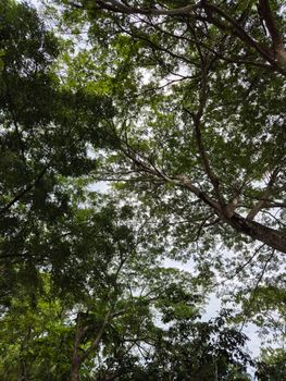 A serene view of a lush green tree canopy with clear sky visible through leaves.