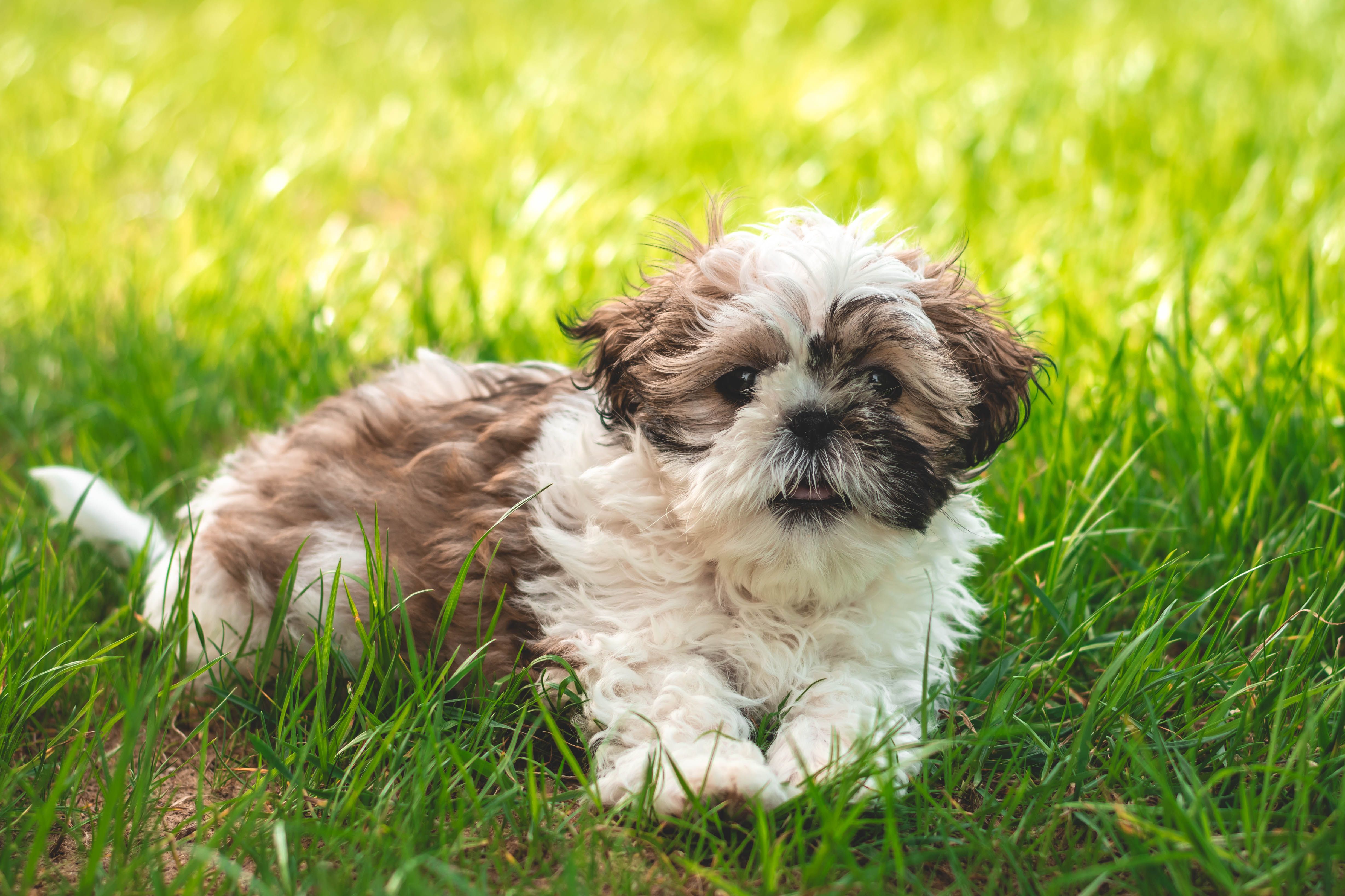 Shih Tzu Puppy Relaxing on Lush Green Grass · Free Stock Photo