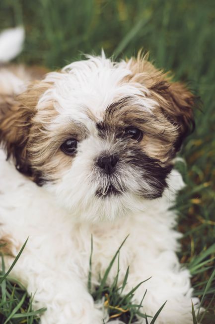 Cute Shih Tzu puppy with fluffy fur relaxing on green grass, capturing a moment of innocence.