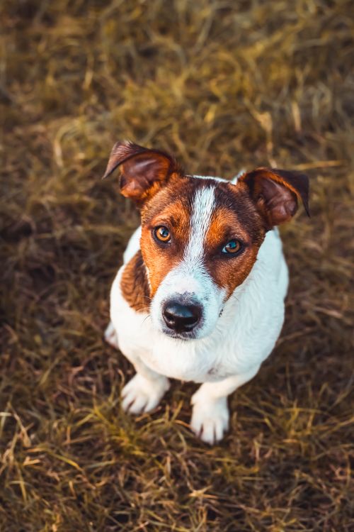 Free Charming Jack Russell Terrier sitting on grass, gazing up with curious eyes. Stock Photo