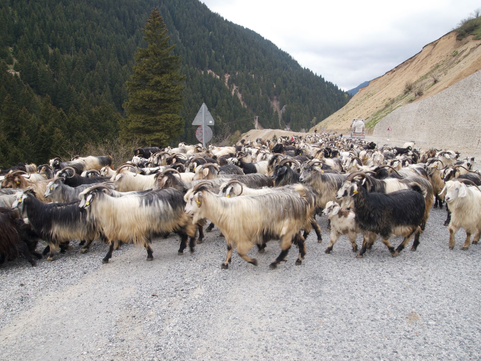 Herd of goats crossing a mountain road, similar to rural road scenes in northern Vietnam