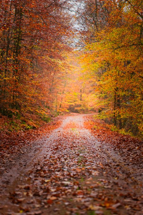 Free Serene forest path lined with colorful autumn leaves, creating a peaceful natural setting. Stock Photo