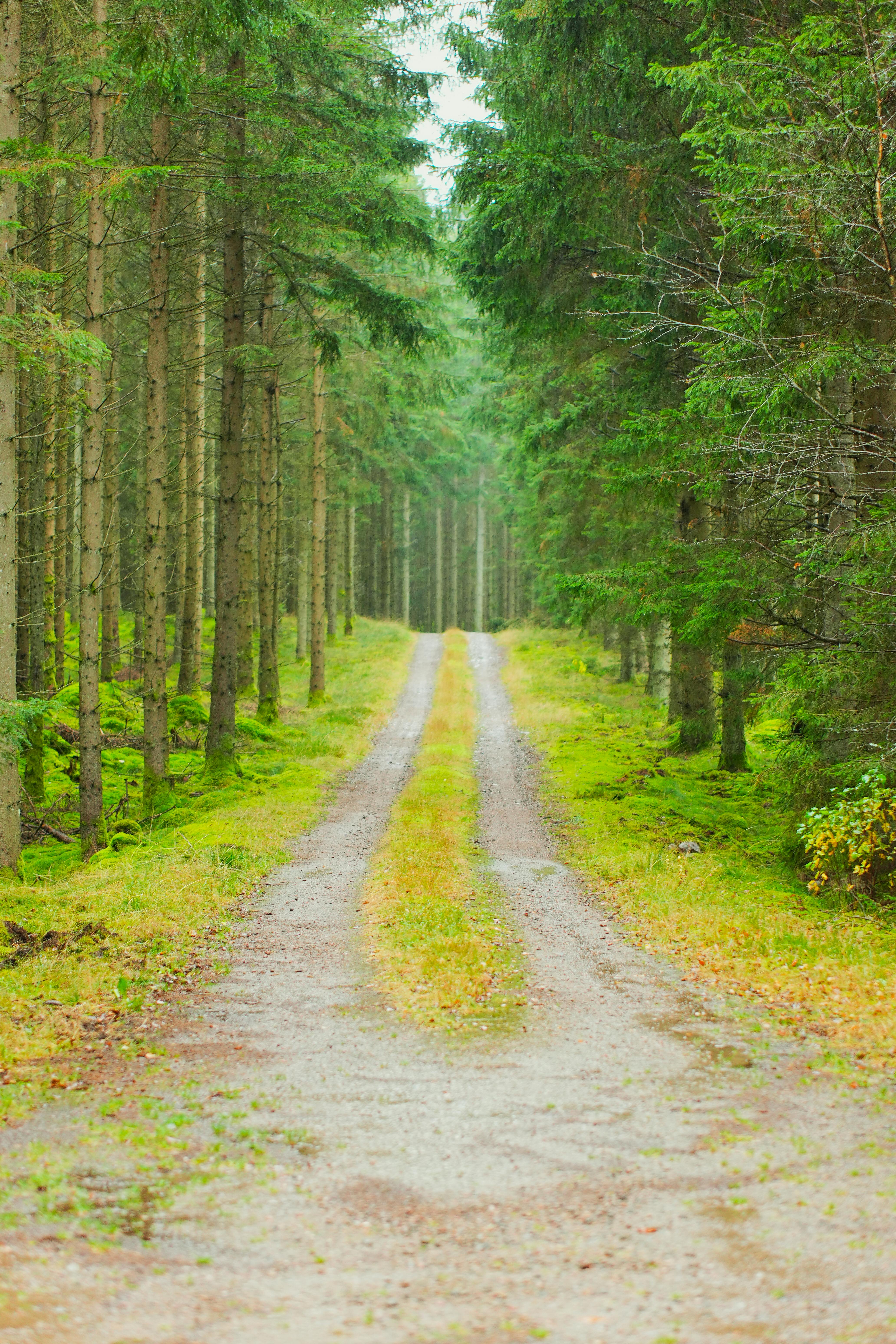 Symmetrical View of a Green Path in the Forest · Free Stock