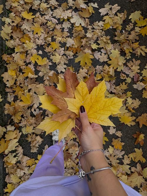 Free A hand holds colorful autumn leaves on a ground covered with fallen foliage. Stock Photo