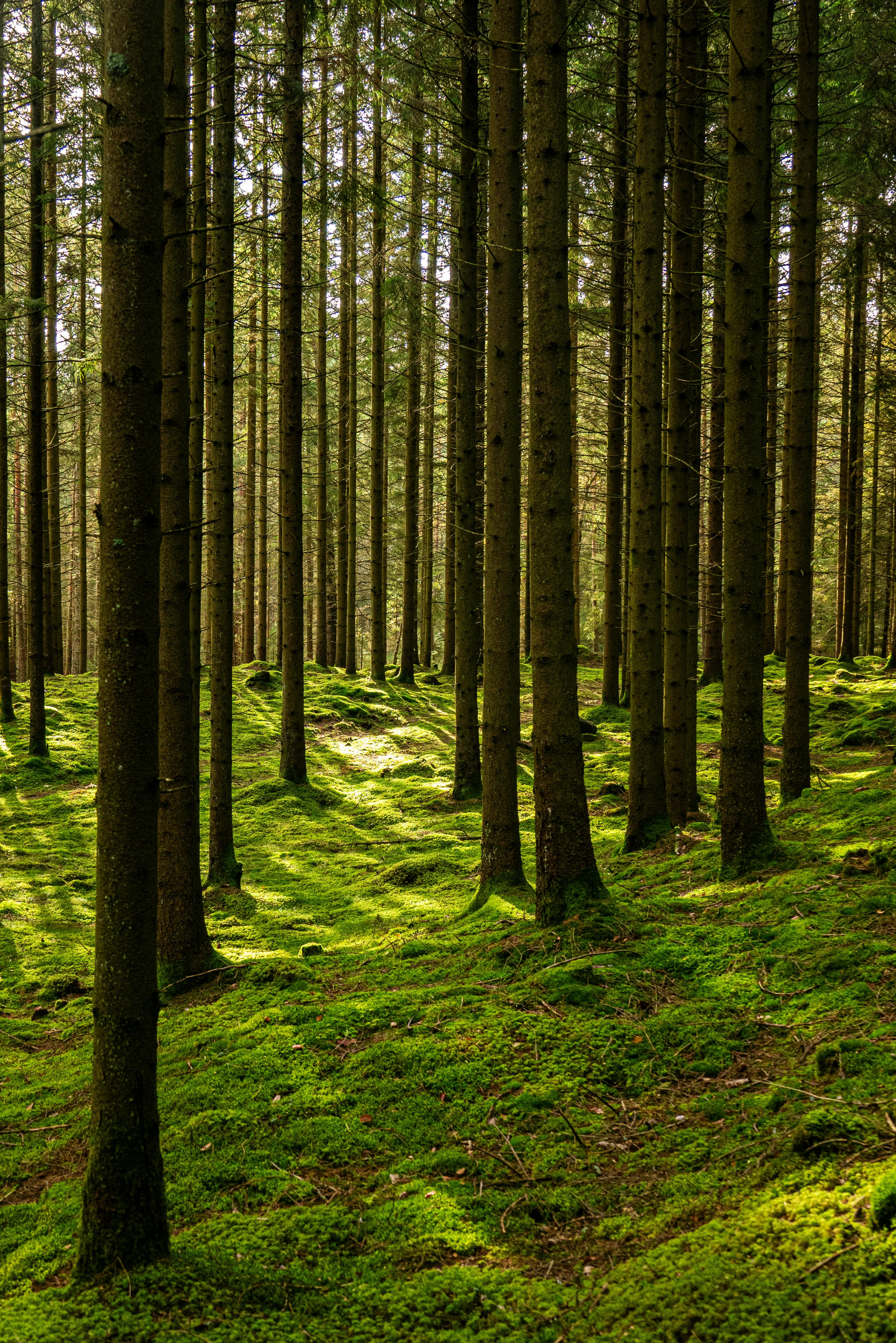 Tranquil Forest with Sunlit Mossy Floor · Free Stock Photo