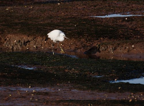 Free A solitary white egret wading in a marshy wetland, showcasing nature's serene beauty. Stock Photo