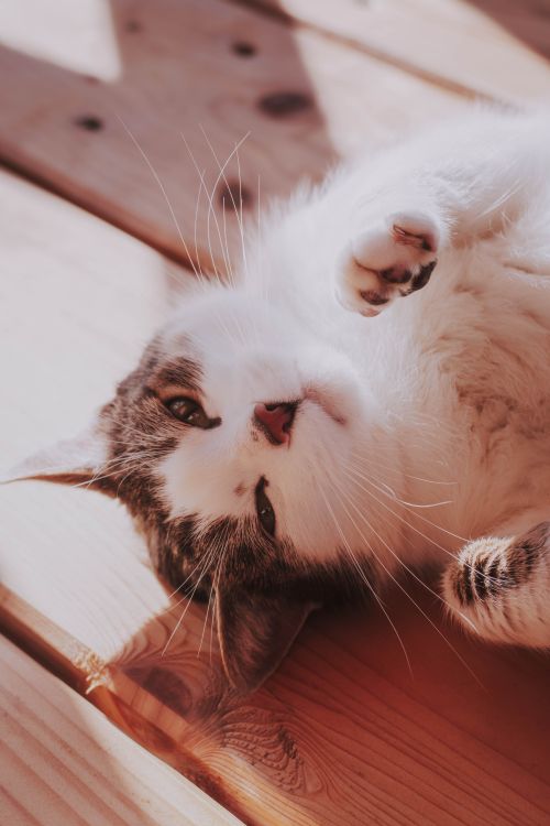 Free A cute domestic cat leisurely sunbathing on wooden planks indoors. Stock Photo