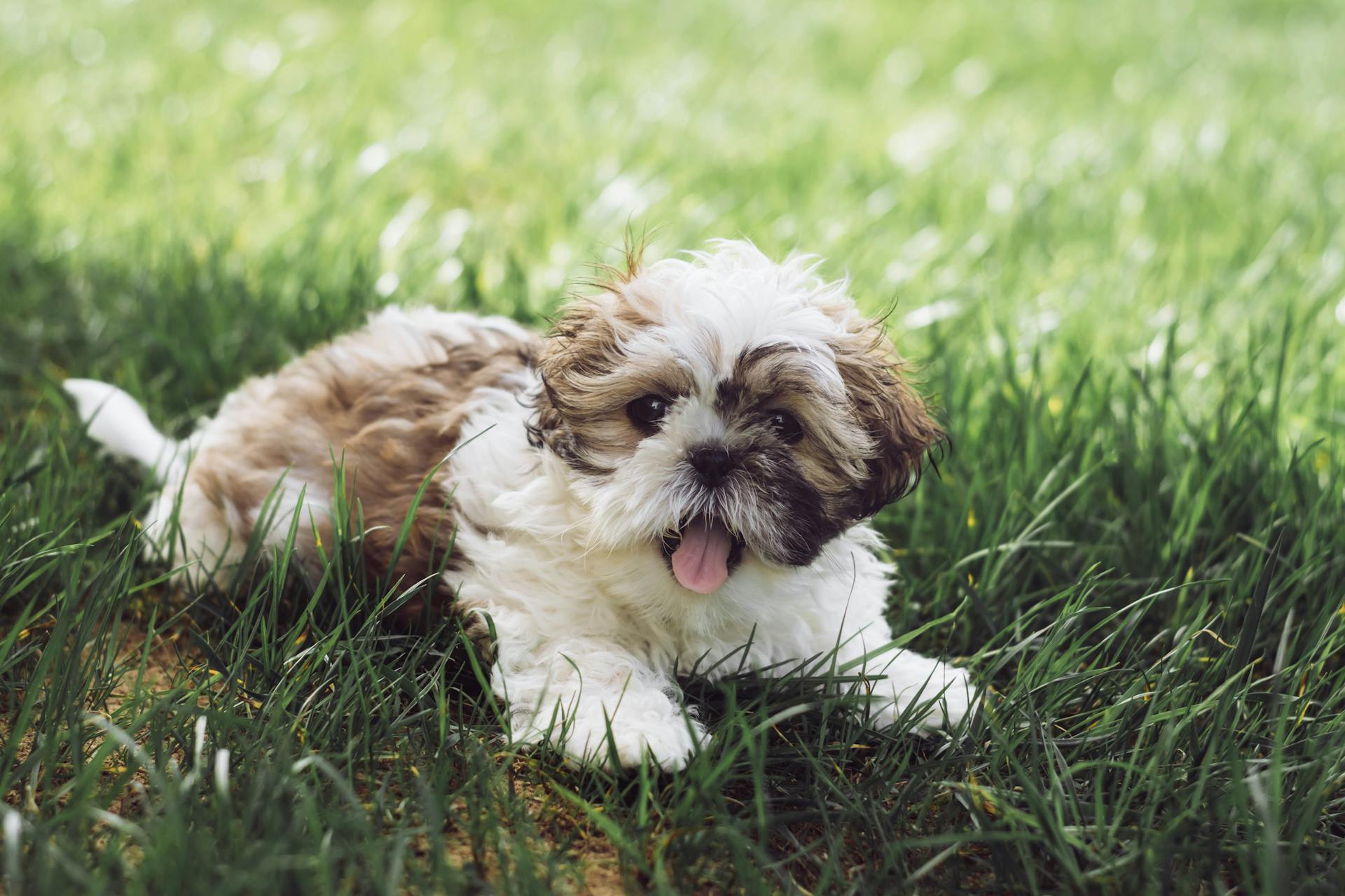 Photo de stock gratuite d'un chien actif, d'un animal ou d'un chien